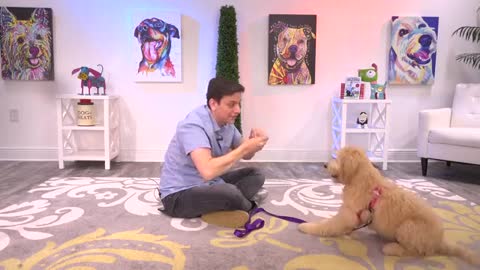 How to Train your Puppy 6 Tricks UNDER 8 HOURS!