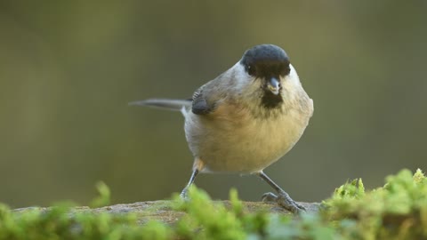 Beautiful sparrow eating 🔥😍