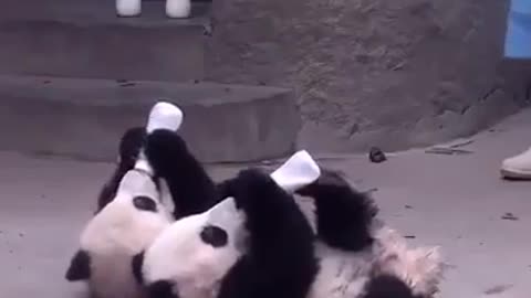 Cute panda😍😍