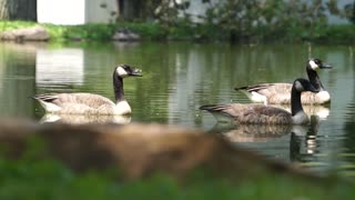 Ducks In Afternoon Fresh Up In Lake