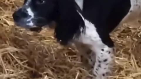 Funny cow vs dog