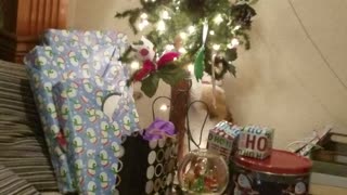 Cali cat 🐈 Christmas
