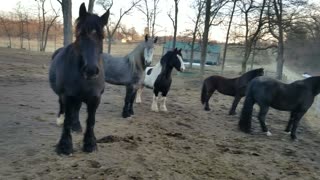 Silly horses nervously watching a bunny