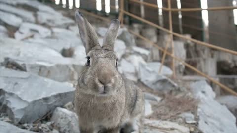 Small Cute Rabbit With Brown Fur In Zoo