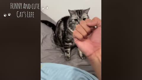 Funny Cats on TikTok That Will 100% Cure Your Mood
