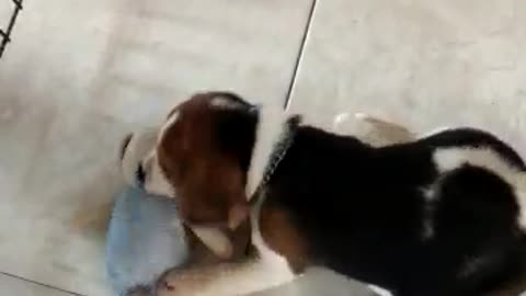 Cute Beagle Pup and Toy
