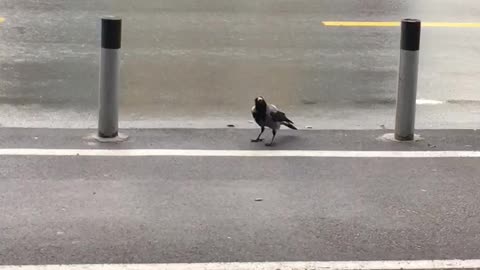 This Incredibly Smart Crow Uses Passing Cars To Crack Walnut