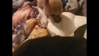 chihuahuass crazy getn on my nerves