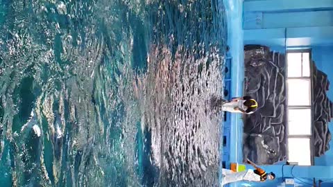 Dolphin show in KOREA