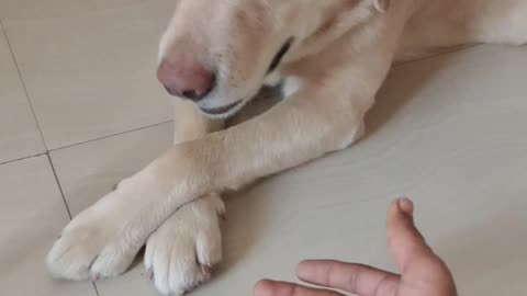 Labrador puppy transformation