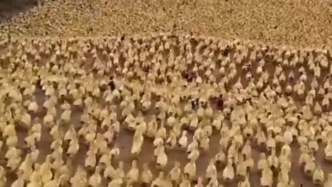 Thousands of small chickens going to swimming 🤣