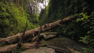Calm Music Nature Videos Forest Videos with Ambient