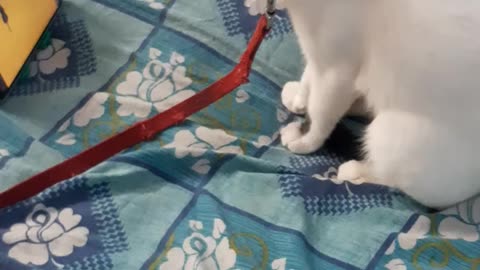 Funny Cat attacking virtual rat