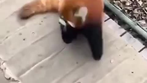 Red panda in real life-
