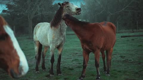 Horses Love Each Other