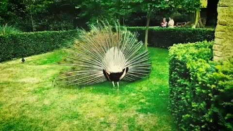 Ever Seen A Peacock Mate with a Peahen!!??