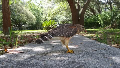 Hawk eats pig!