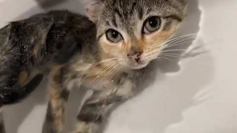 first cat I see likes to shower