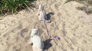 Lazy Cat Couple Walk Together on the Beach