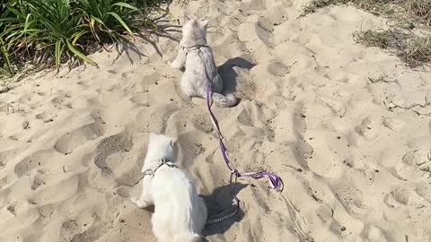 Lazy Cat Couple Walk Together on the Beach