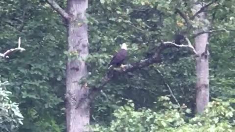 Bald Eagle