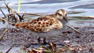 Sandpipers