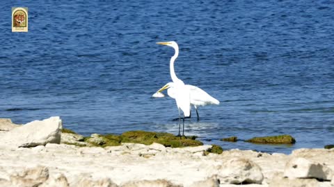 Great Egret: Facts You Won't Believe!s