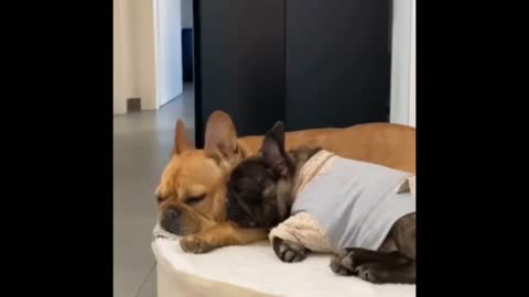 Only chicken can wake up these dogs