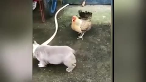 | dog vs chicken funny video |