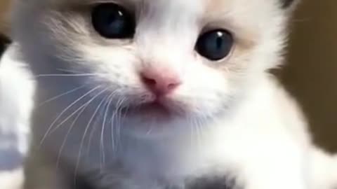 Cute baby cat 🐈
