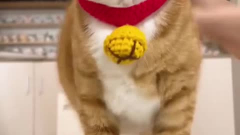 Funny Cat massage