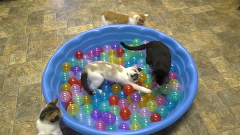 Cute Kittens Play in Ball Pit