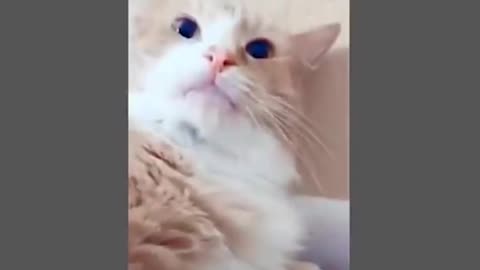 Funny Cat Video 2023 : Cat Compilation