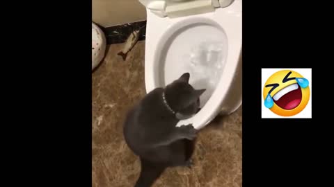 Cat is washing the lavatory