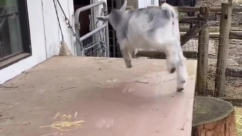 Funny animals cute goat