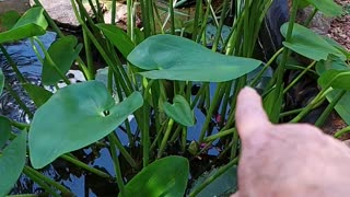 Short pond video.