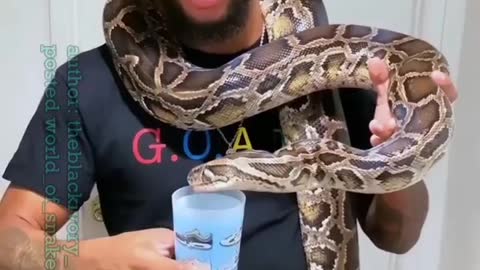 World's biggest snake drinking milk.