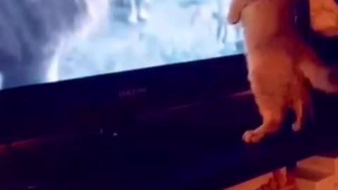 BRAVE CAT DESTROY LION KING😅😅😅 #Shorts #funny #feline #cat #cute #kitten #pets #mustwatch #viral