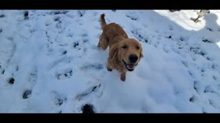Dog Daze Snow Day