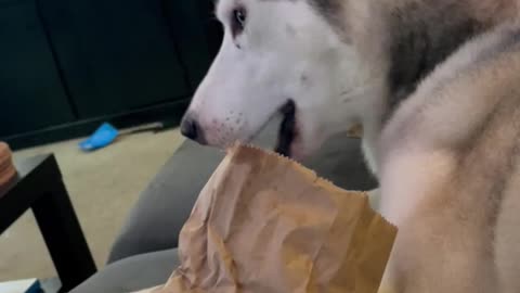 Husky patiently eats his sweet potato fries.