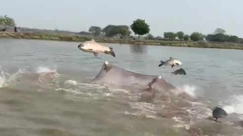 Milk Fish Harvesting