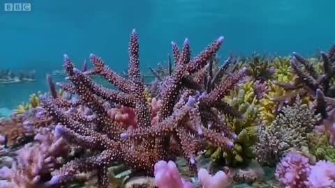 Coral Gardening | South Pacific | BBC Earth