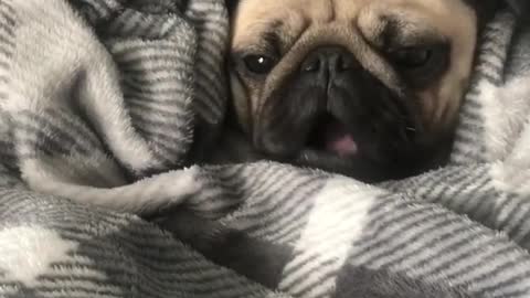 Adorable pug wakes up instantly at the smell of a treat