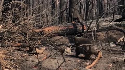 Wombat and Baby Wander Through Burnt Bush