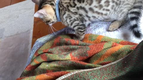 new pet kitten gets acquainted with a dog