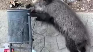 Hog thinks garbage can is a piñata