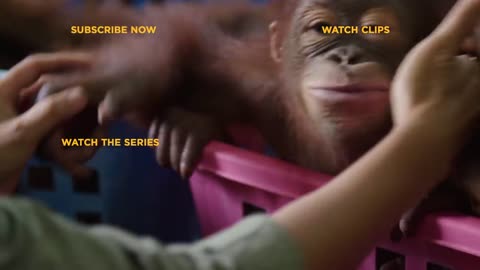 Baby orangutans