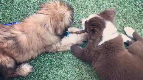 Two Adorable Fluffy Puppies Share A Stick