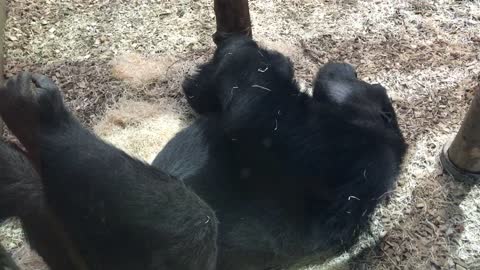Sleeping Gorilla at Dublin Zoo