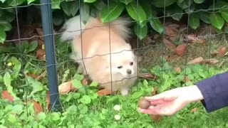 Fluffy dog slips through fence